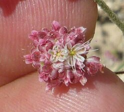 Eriogonum maculatum flower